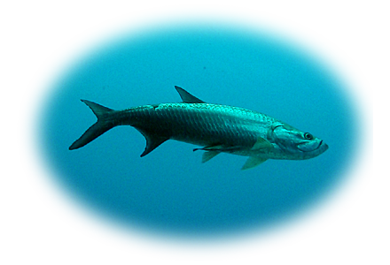 tarpon at 80ft, near the wreck of the Helma Hooker